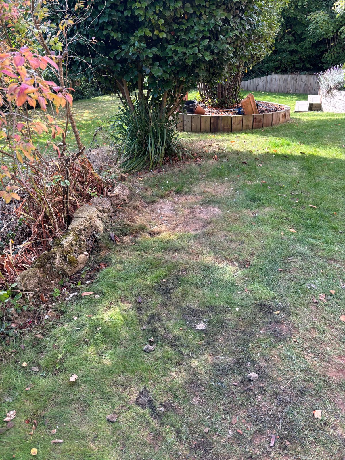 A garden border of brambles beside a lawn.