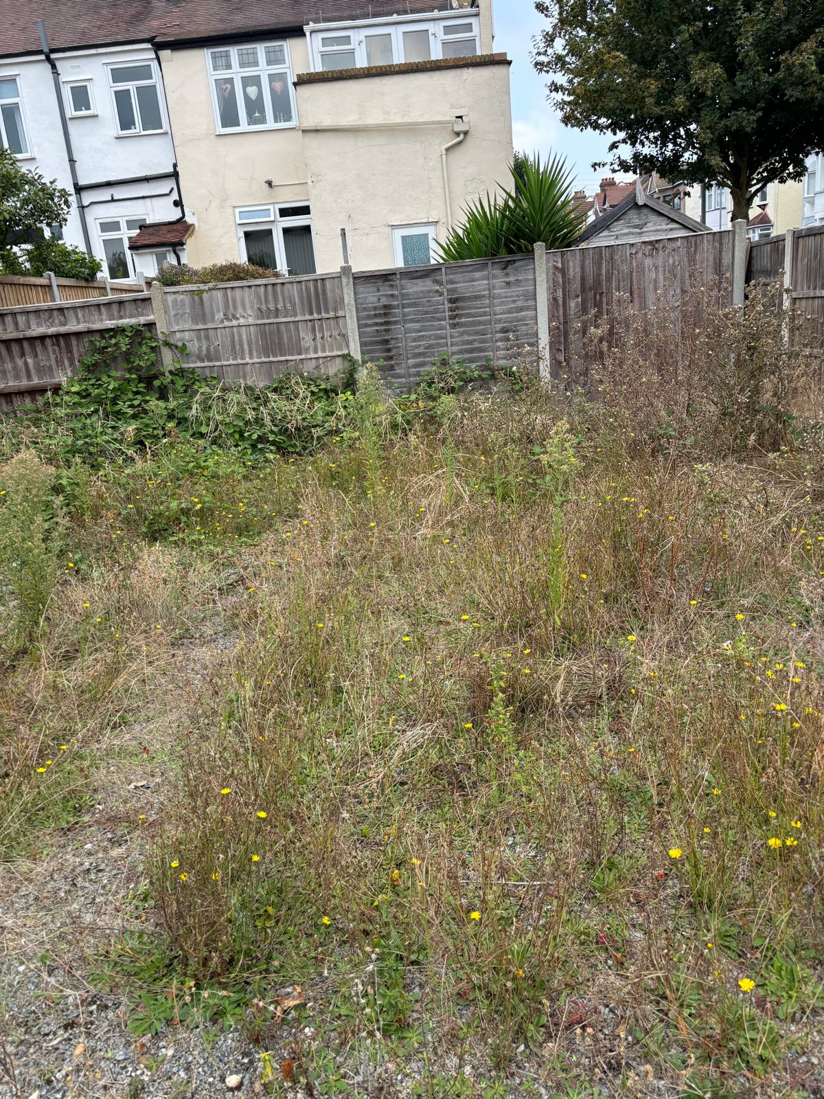 Long grass in a rear garden waiting to be cut and taken.