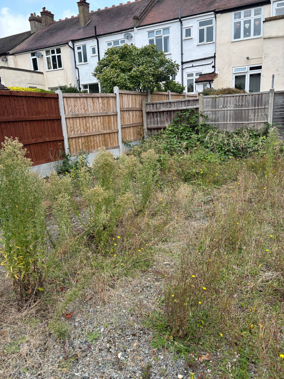 A badly overgrown back garden in front of a row of Essex houses.